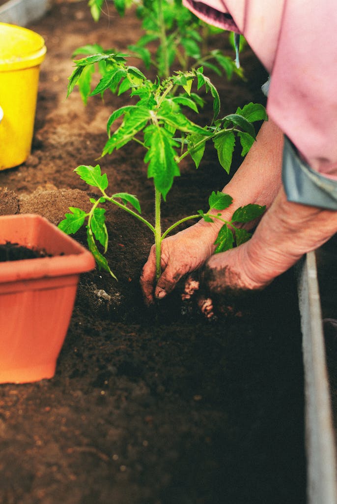 Close-up of hands planting a tomato seedling in a garden bed, showcasing gardening and sustainability.
